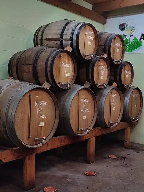 Barrils de fusta amb vi negre, blanc i rosat etiquetats per tipus i graduació, a l’Agrari de la Cooperativa Verntallat.